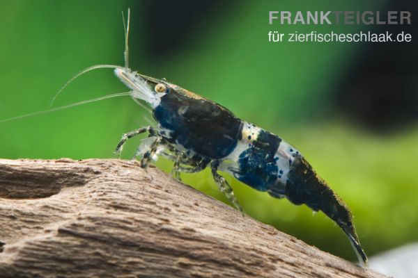Carbon Rilli Shrimp - Neocaridina davidi var. "Carbon Rilli"